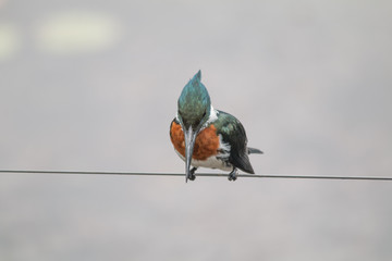 Amazon kingfisher in the Pantanal, Brazil, South America