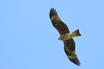black kite