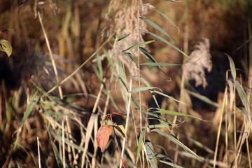 Gräser unberührte Natur