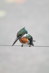 Amazon kingfisher in the Pantanal, Brazil, South America
