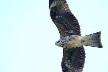 black kite