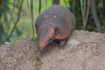 Armadillo on the ground, Pantanal, Brazil, South America