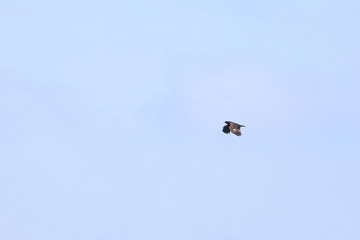 honey buzzard