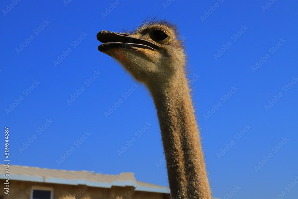 Wall mural Ostrich's head in profile, close-up