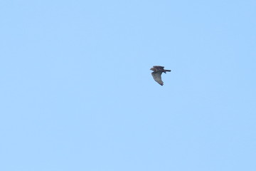 short toed eagle