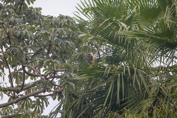 Black Howler monkey female in the tree, Pantanal region, Brazil, South America