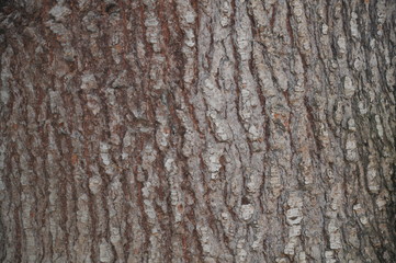 Particolare di corteccia di un albero molto vecchio in un parco cittadino