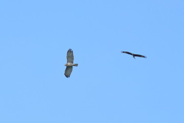 short toed eagle