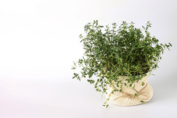 Thyme plant in a pot on a white background