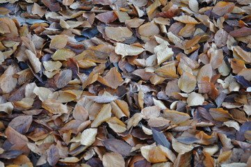 Tappeto di foglie multicolori in autunno