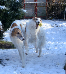 Fototapeta na wymiar Two borzois run and play in a snow covered garden.