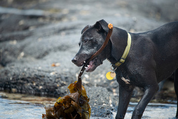 A black puppy dog playing with the seaweeds © Janice