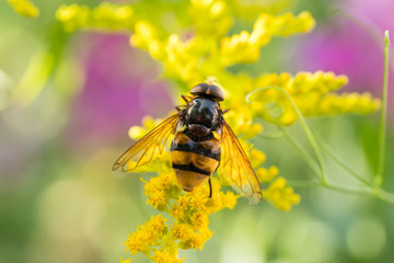 Insects like the bee fly, a bee and a holly blue butterfly on the flowers of the yellow gardenplant goldenrod ( Solidago virgaurea or European goldenrod or woundwort ) collecting pollen and nectar