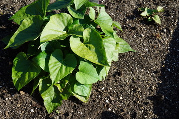 Süsskartoffel, Batate, Weiße Kartoffel, Ipomoea batatas