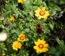 Mädchenaugen (Coreopsis), auch Schöngesicht genannt