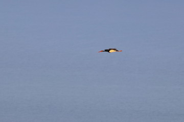 black stork