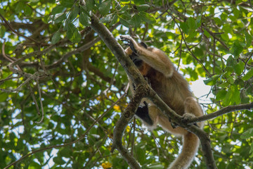 Fototapeta premium Black and gold howler monkey in the tree, Pantanal, Brazil, South America