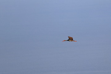 black stork