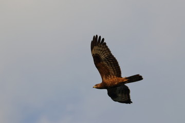 raptor