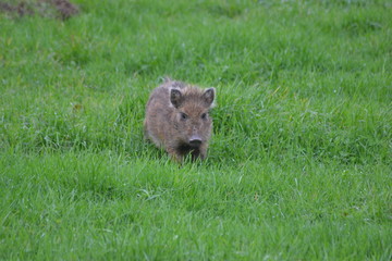 sweet boar 
