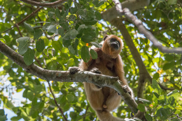 Black and gold howler monkey in the tree, Pantanal, Brazil, South America