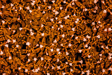 abstract colorful leaves texture, nature background, dark tone wallpaper