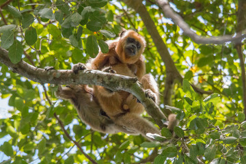 Black and gold howler monkey in the tree, Pantanal, Brazil, South America