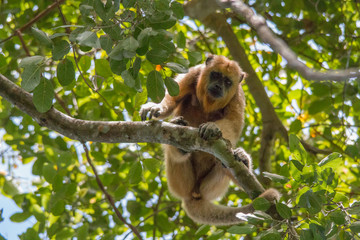 Black and gold howler monkey in the tree, Pantanal, Brazil, South America