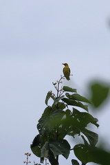 golden oriole