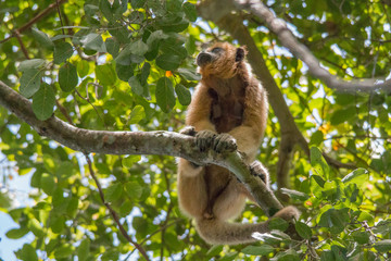 Black and gold howler monkey in the tree, Pantanal, Brazil, South America