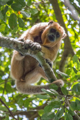 Fototapeta premium Black and gold howler monkey in the tree, Pantanal, Brazil, South America