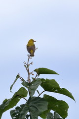 golden oriole