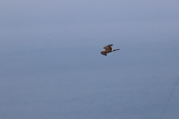 harrier