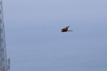 harrier