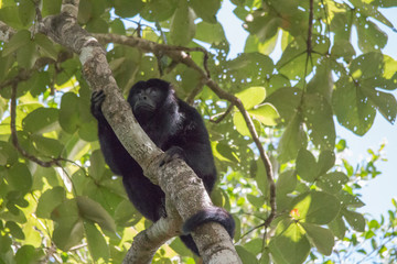 Black and gold howler monkey in the tree, Pantanal, Brazil, South America