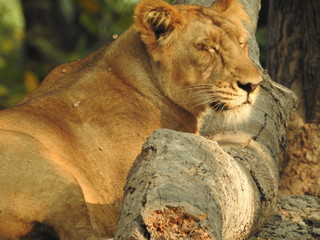 Beautiful closeup of a lioness at Serengeti National Park, Closeup portrait of a beautiful lioness...