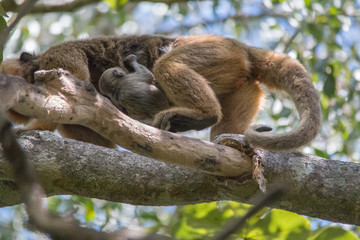 Black and gold howler monkey in the tree, Pantanal, Brazil, South America