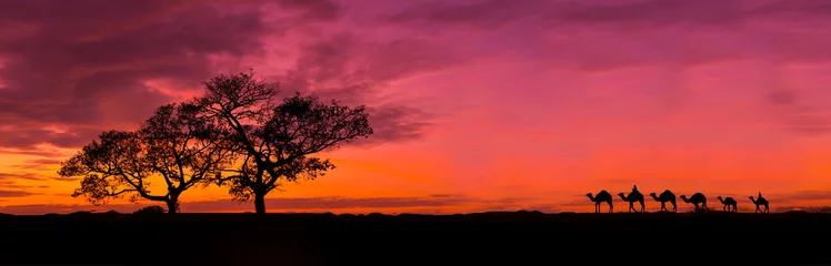 Fotobehang Baksteen Geweldige zonsondergang en zonsopgang. Panorama silhouet boom in Afrika met zonsondergang. Boom afgetekend tegen een ondergaande zon. Donkere boom op open veld dramatische zonsopgang. Safari thema. Giraffen, Leeuw, Rhino.