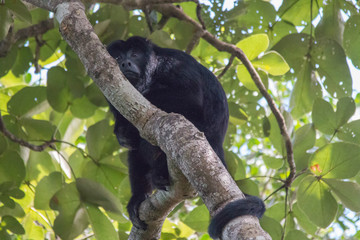 Black and gold howler monkey in the tree, Pantanal, Brazil, South America