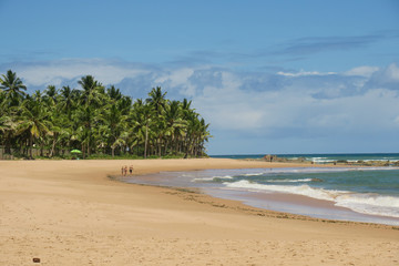 playa bahía mar palmeras