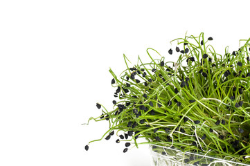 fresh onion sprouts close-up isolated on a white background