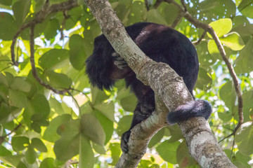 Black and gold howler monkey in the tree, Pantanal, Brazil, South America