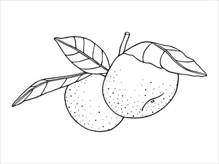Two mandarins (orange, clementine, tangerine) with leaves on a branch. Fresh citrus fruits. Hand drawn sketch. Vector illustration isolated on a white background. Design elements. Line art.