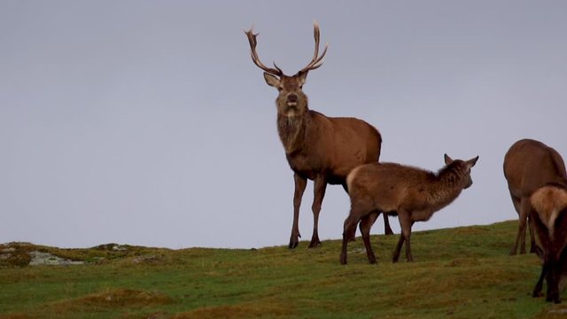 Red Deer, Cervus elaphus, stag and calf caught moving in full sunlight on a grassy slope during December/winter in Scotland.
