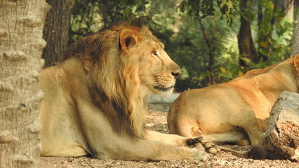 Lioness resting on rock a close-up look  with isolated background and covered with trees in forest....