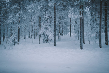 White snow plain and forest, rural road in northern Finland in winter