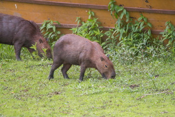 Capybara in the Pantanal, Brazil, South America
