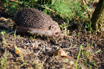 A small hedgehog runs illuminated by the sun