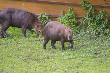 Capybara in the Pantanal, Brazil, South America
