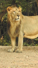 The great King Lion looks patiently as he sits on the grass waiting on his female counterpart to...
